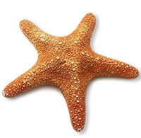Обложка на паспорт Морская звезда на пляже